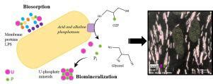 Multisystem combined uranium resistance mechanisms and.